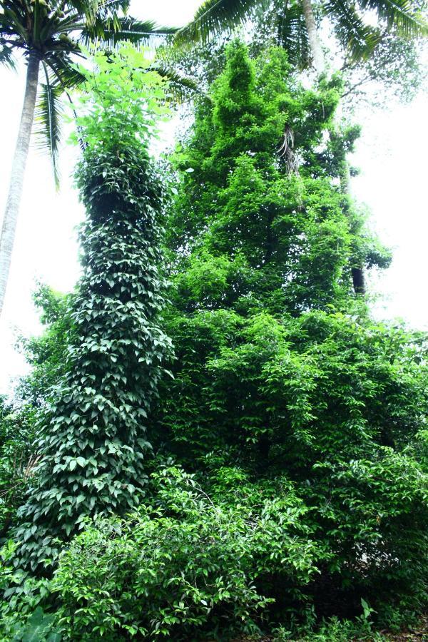 Hill Rock Apartment Idukki Bagian luar foto